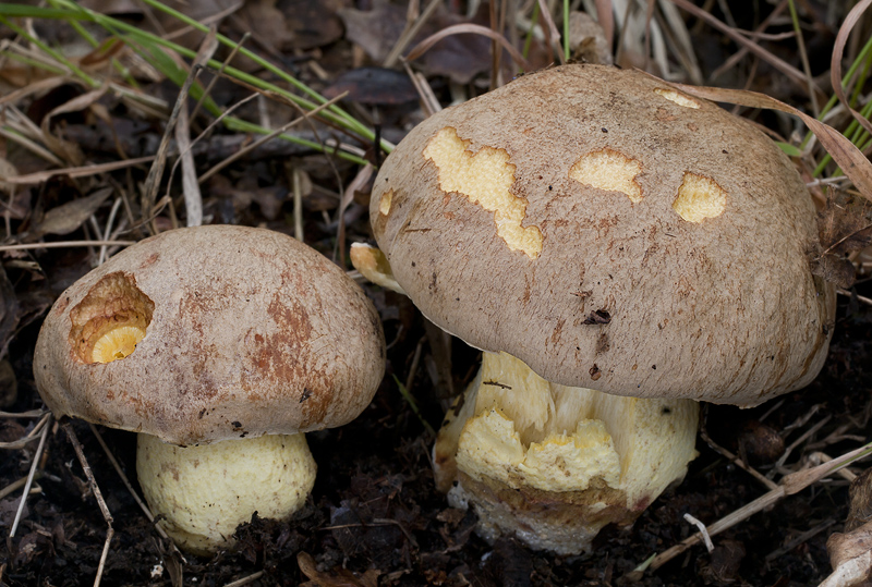 Hemileccinum impolitum